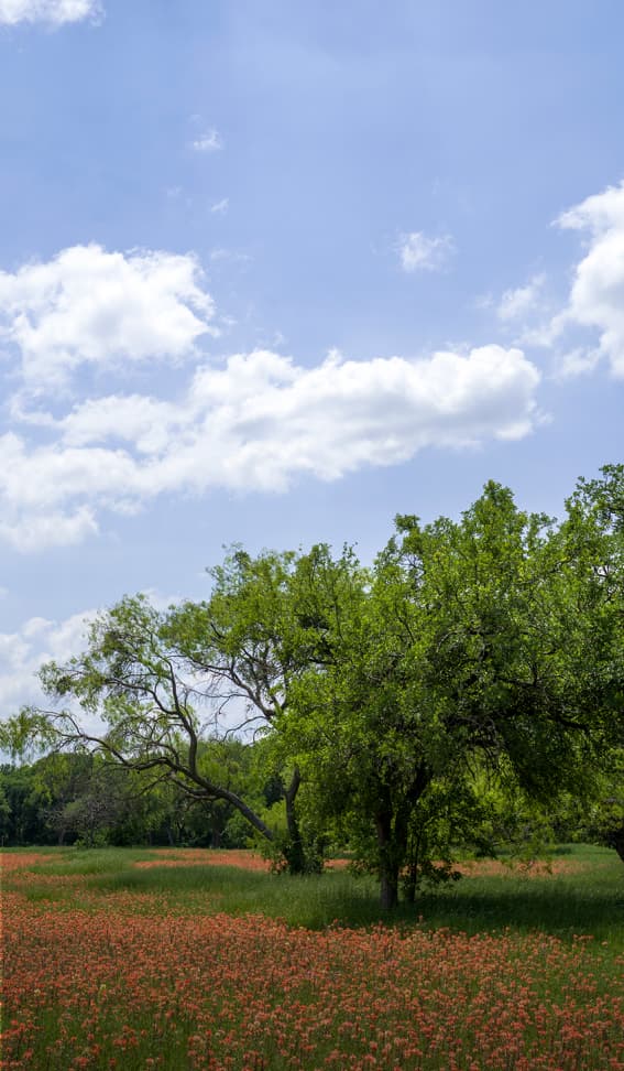 a grassy meadow with green trees, blue skys and red flowers