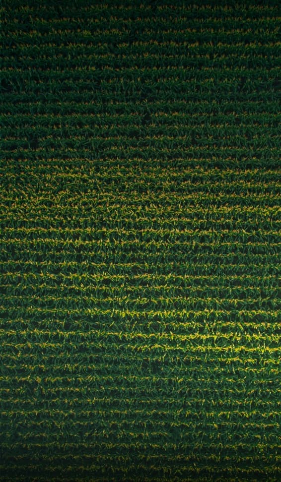 rows of corn field